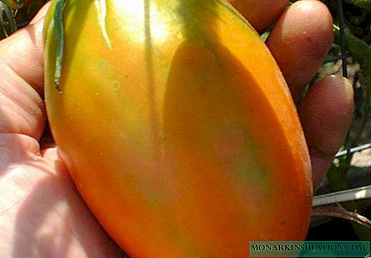 Koenigsberg tomato: so different, but always delicious