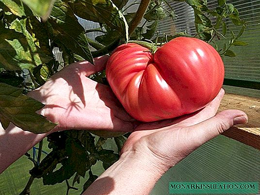 أصناف الطماطم سلطعون ياباني: يسأل عن سلطة