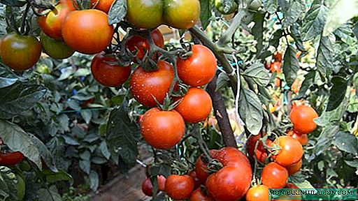 Tomato Visibly invisible - super-yielding undersized variety
