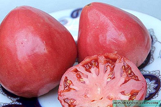 Tomaatti lehmännahan sydän: salaattilajike kauniilla hedelmillä