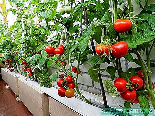 Pinocchio tomatoes - a fruitful fairy tale in your beds