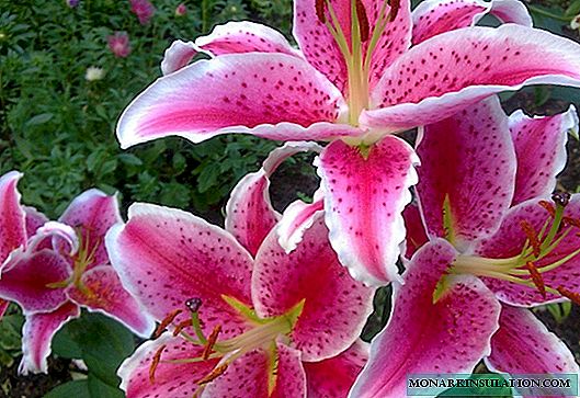 The subtleties and nuances of planting and caring for lilies: a complete overview of growing technology