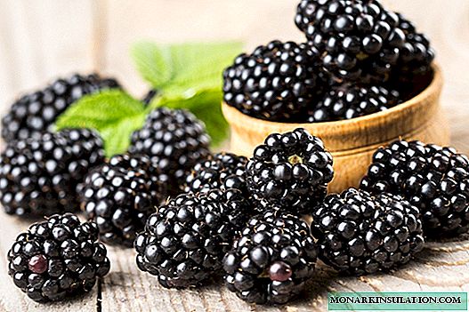 Keistimewaan penanaman blackberry: peraturan penjagaan dan penyediaan tanah untuk blackberry