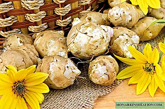 Jerusalem artichoke, or earthen pear: a rich and healthy crop at no cost