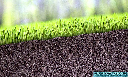 العشب لزراعة العشب: مجموعة مختارة من أفضل الأصناف لمناخنا