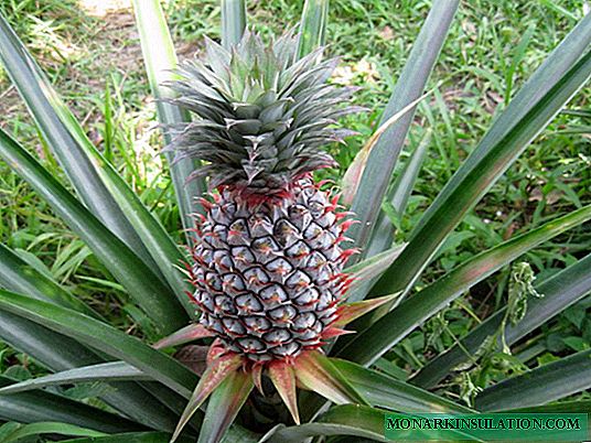 Ananas tropical - où il pousse, propriétés utiles, en particulier la floraison et la fructification