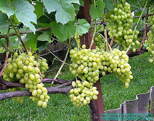 Tukai es una variedad de uva de alta calidad resistente a las heladas que da frutos incluso en Siberia.