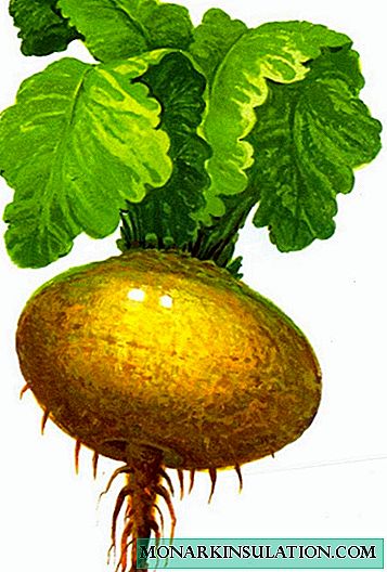 Successful methods of growing an ancient Russian vegetable - turnip