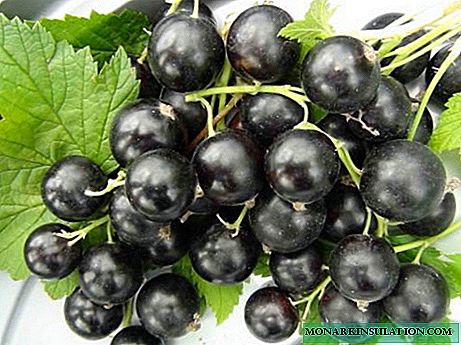 Fertilize the currant correctly, and get a high yield
