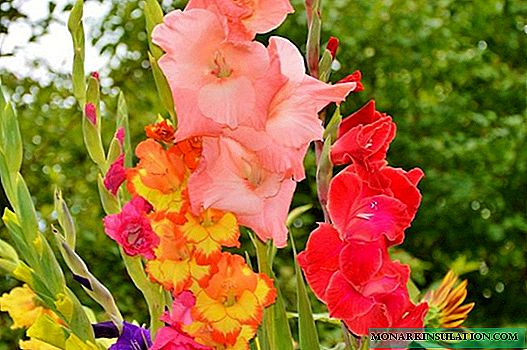 Penjagaan gladioli pada musim gugur dan menyediakan bunga untuk musim sejuk: petua untuk penanam