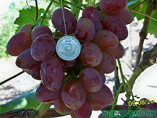 Ucraniano bonito - uma variedade de uva Ruta de frutos grandes