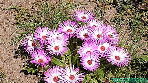 Διακοσμήστε τον κήπο με κρυστάλλινο χορτάρι: "Λουλούδι που δόθηκε από το Θεό"