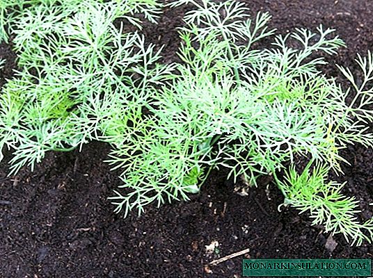 Dill: competent planting of your favorite folk greenery