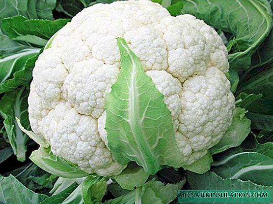 Harvest juicy cauliflower from seeds: easy and fast!