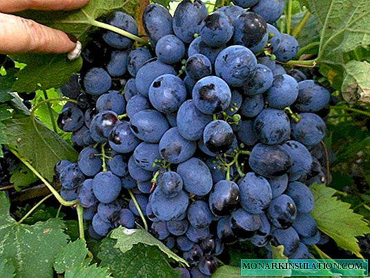 Récolter les raisins de sphinx mûrs précoces: avantages et inconvénients