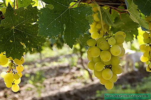 Vendimia, temprana, decorativa - variedad de uva Pleven