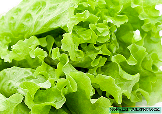 Successful methods for growing leaf lettuce and instructions for them