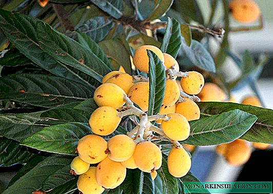 Last year, medlar blossomed: I am sharing a way to quickly grow a fruit tree