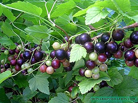 Option: blackcurrant Dobrynya, especially planting, growing, care