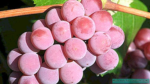 Forcat Young Pink Muscat