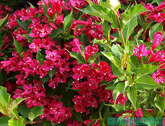 Weigela: planting and care in the open ground
