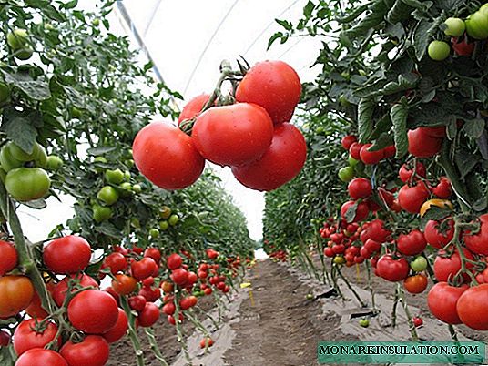 Verlioka - uma variedade universal de tomates para estufas