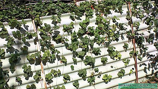 Vertikales Anpflanzen von Erdbeeren: Arten, Methoden, Vor- und Nachteile der Methode