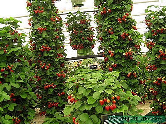Lits verticaux: comment obtenir une grosse récolte de fraises dans de petites zones