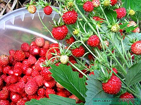 Spring care for planting garden strawberries