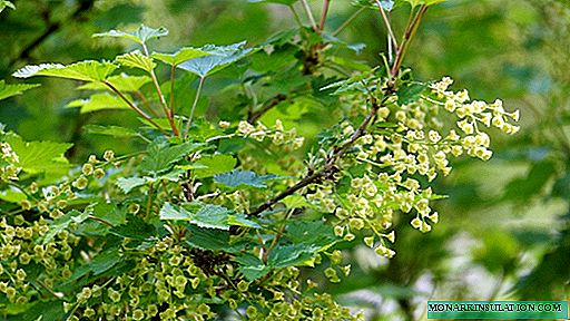 Spring treatment of currant bushes with boiling water