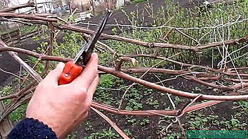 Spring pruning of grapes: technology and features for the regions