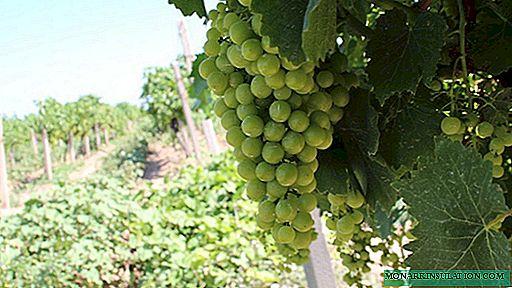 Molho de primavera é a chave para uma alta colheita de uva