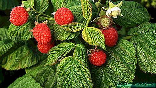 Spring planting raspberries with different breeding methods