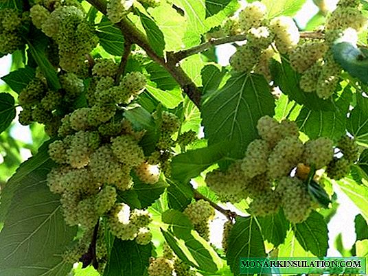 Spring mulberry vaccination: basic methods and useful tips