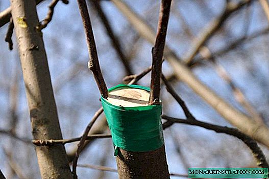 Récolte printanière de boutures pour greffer un pommier