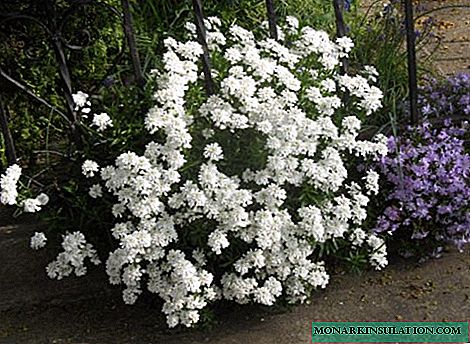 Pilih bunga putih untuk membuat taman monokrom: pemilihan jenis yang terbaik
