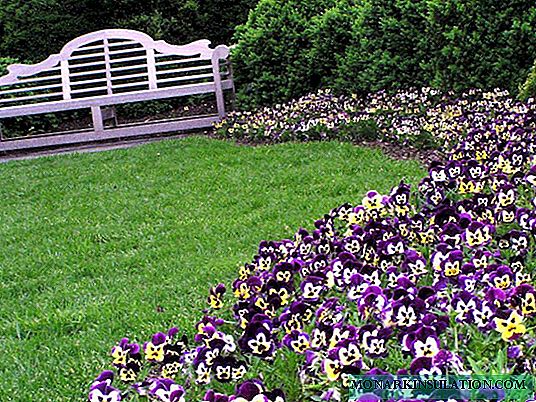 Choose the best annual flowers for subsequent planting on the flowerbed