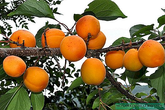 Velg en aprikos variasjon for en sommerbolig i nærheten av Moskva