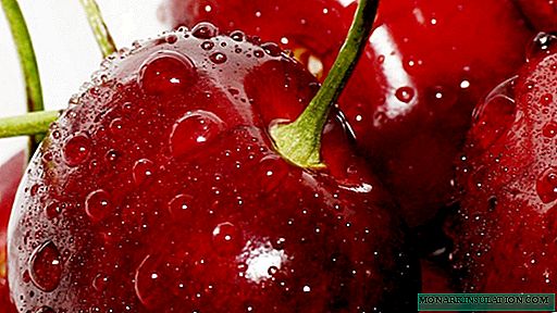 Choosing Cherries for Central Russia: An Overview of Suitable Varieties