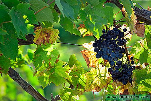 Selección de variedades de uva para el cultivo en el territorio de Krasnodar.