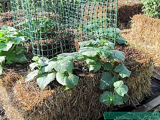 Types of cucumber beds + advantages and disadvantages of each of them: note to the summer resident!