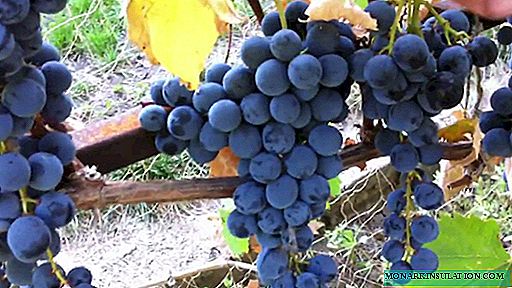 Виноделам от "Магарача": сорт винограда Ливадийский чёрный