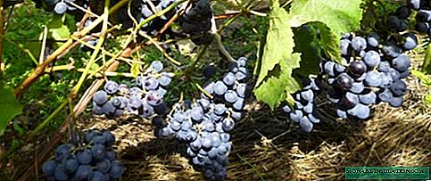 Agate Donskoy grapes: how to grow a good harvest