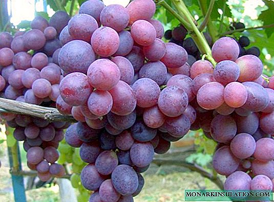 Amirkhan-druer: en af ​​de sorter, der er egnede til regioner med et hårdt klima