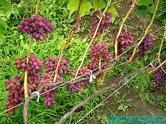 العنب المقوس: درجة منتجة وزخرفية في فصل الشتاء
