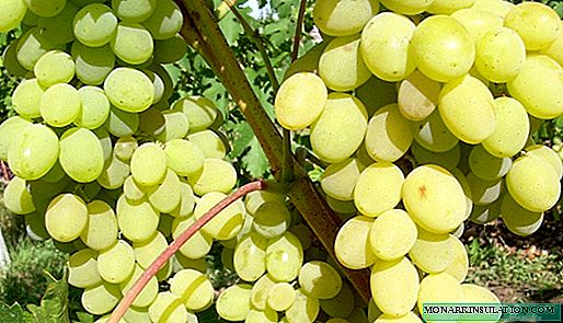 Augustine grapes: the history of cultivation, description and characteristics