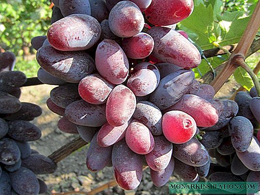 Baikonur-druiven - een succesvolle nieuwigheid, die enkele jaren geleden verscheen