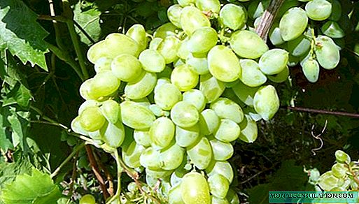 Bazhen grapes: pelbagai deskripsi dan cadangan penjagaan
