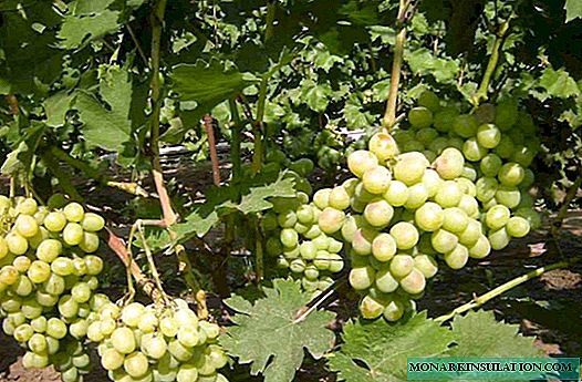 Grapes Bogatyanovsky: characteristics of the variety and features of cultivation