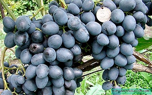 Uvas Charlie: um híbrido persistente de frutos grandes, que não tem medo de fungos ou geadas